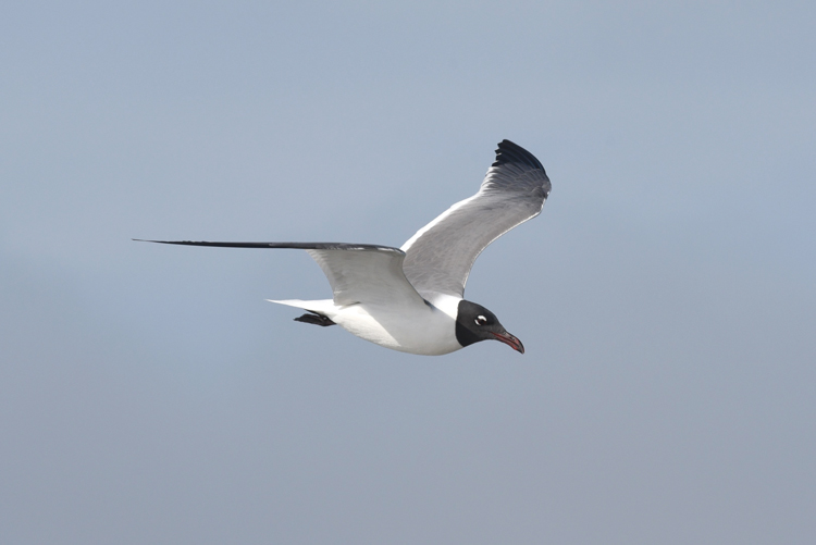 Laughing gull. Photo by Hannes Leonard