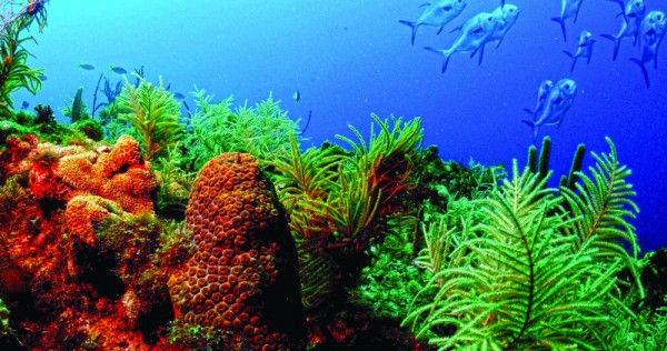 Coral reefs are integral to our ecosystems and economies, but their health is at risk