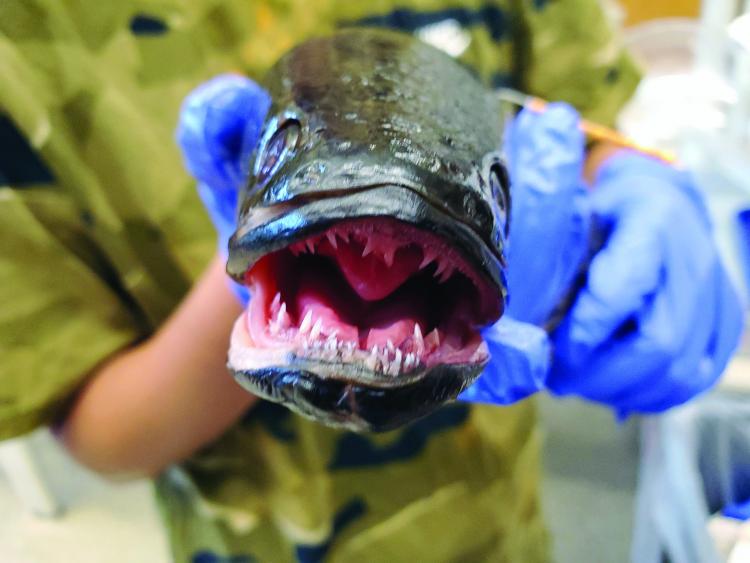 snakehead fish 