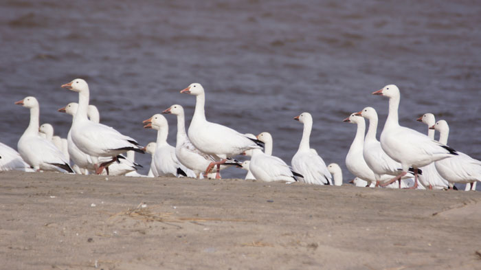 Snow Goose by Maxwell Ramey