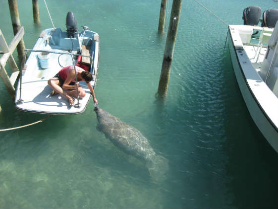 Meeting our manatee friend at Little Harbor