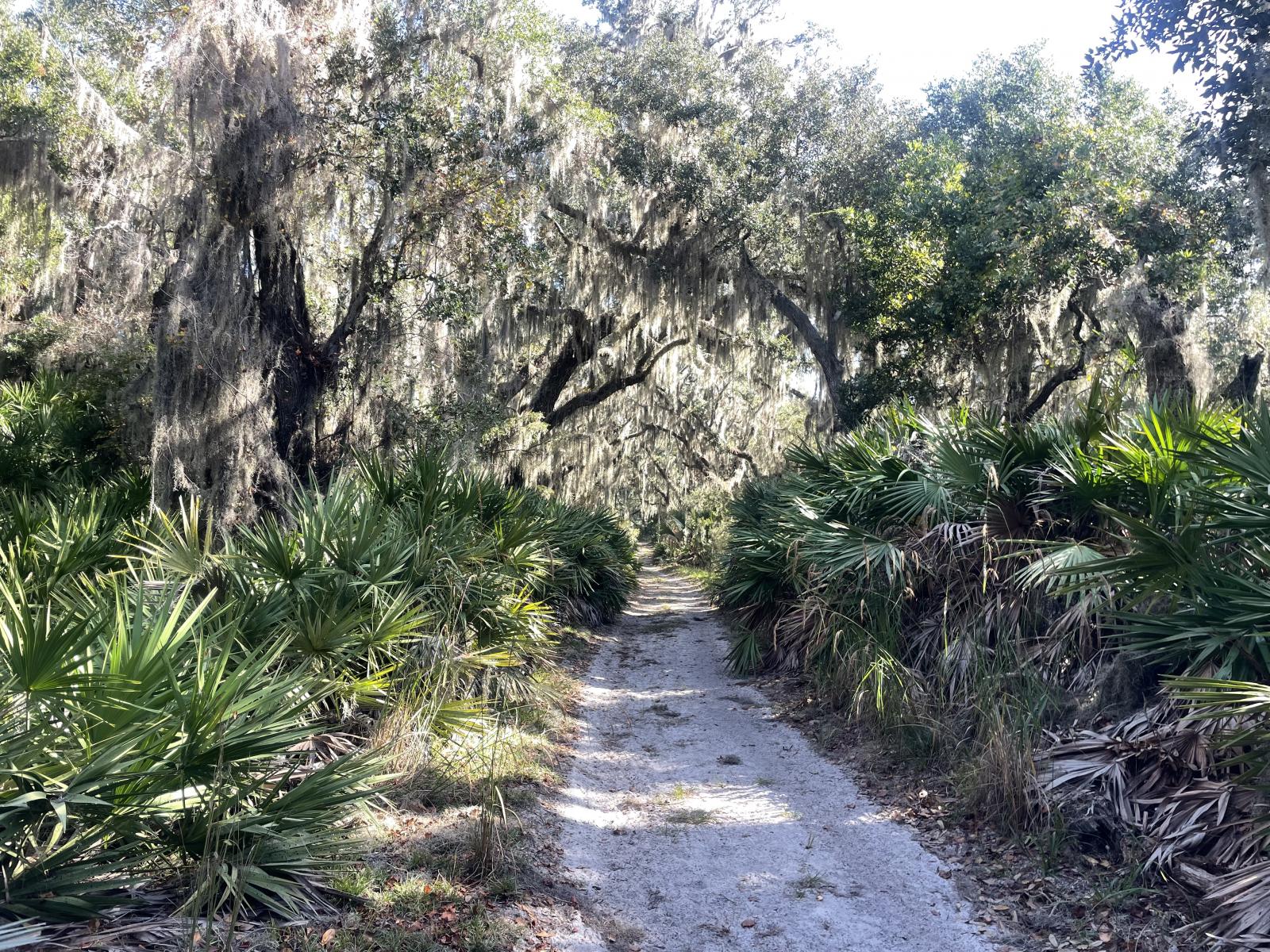 Img 3593 Jpeg Spinsheet