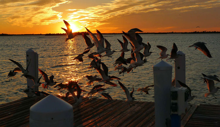 Seagulls at sunset