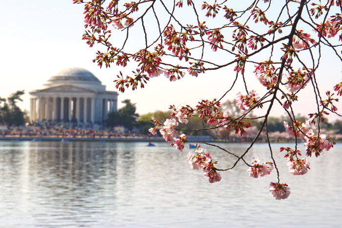 Cherry Blossoms frame the Jefferson Memorial. Photo by Kaylie Jasinski