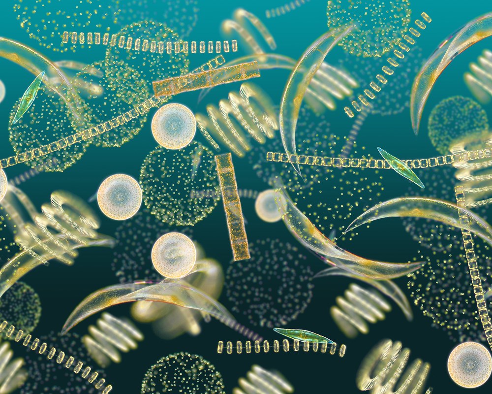 Phytoplankton viewed microscopically. Photo courtesy of OCC