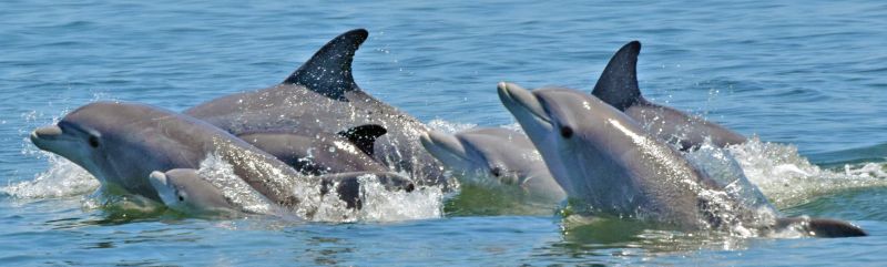 Dolphins in the Chesapeake Bay
