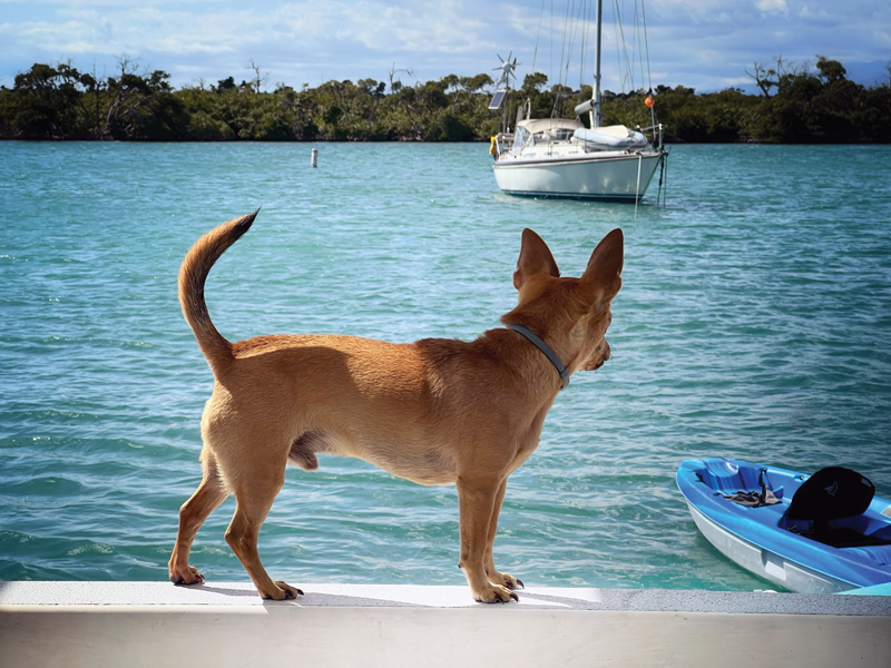 dog on a boat