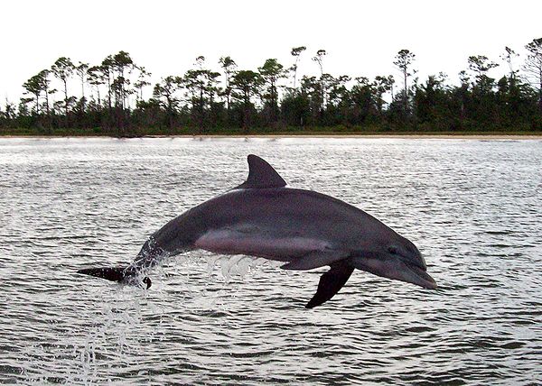 Photo by Altairisfar/ Dolphins-world.com