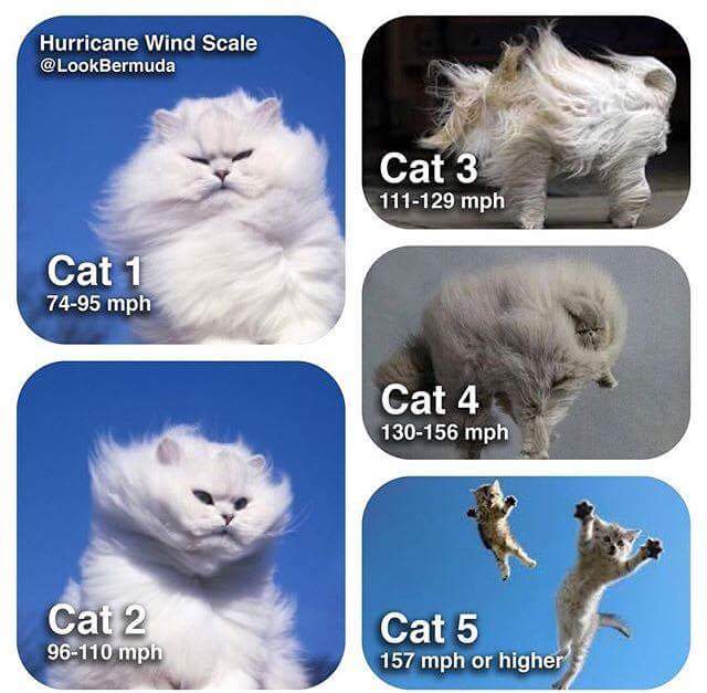 Cat 5 Irma