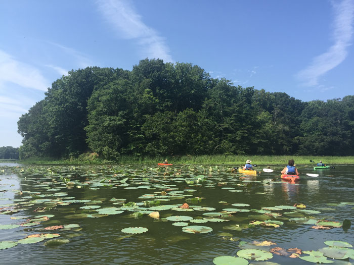 Paddling among the lotus, off the Sassafras River.