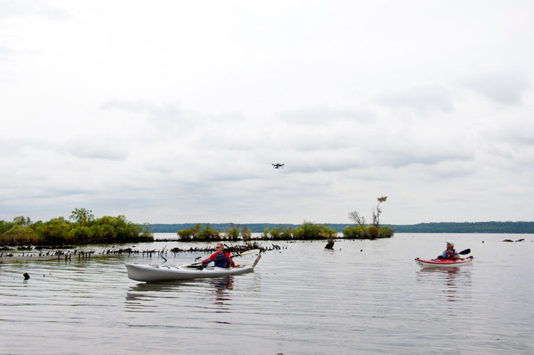 Photo by Avery Paxton/ University of North Carolina Institute of Marine Sciences, courtesy of Maryland DNR