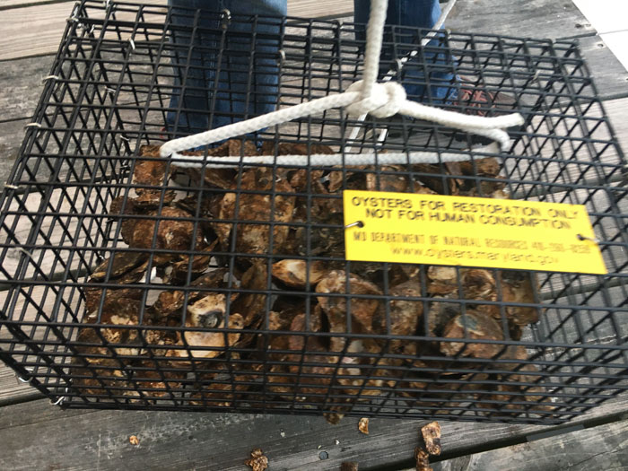 It's easy to participate in an oyster growing program.