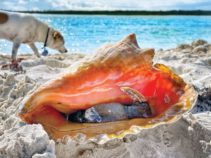 cruising sailors meet all kinds of creatures