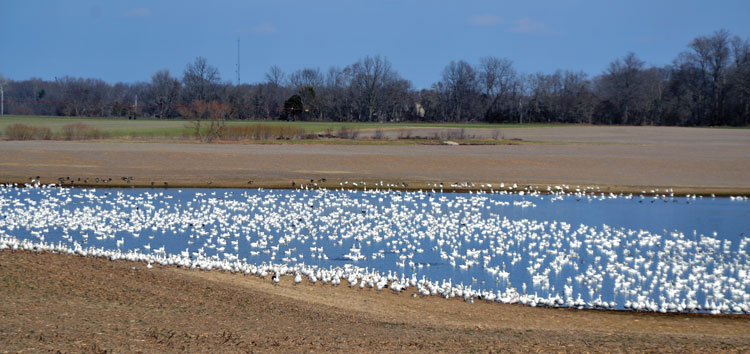 Snow geese blanket a pond on Maryland's Eastern Shore. Photo by SpinSheet