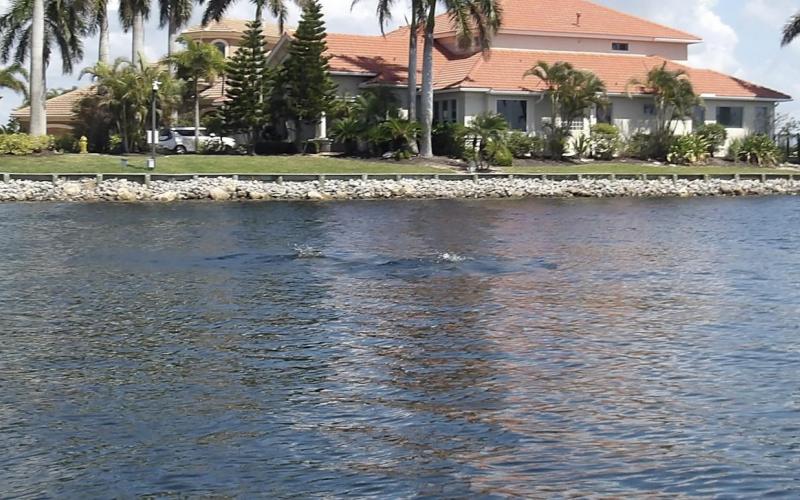 Opps…dolphins were there