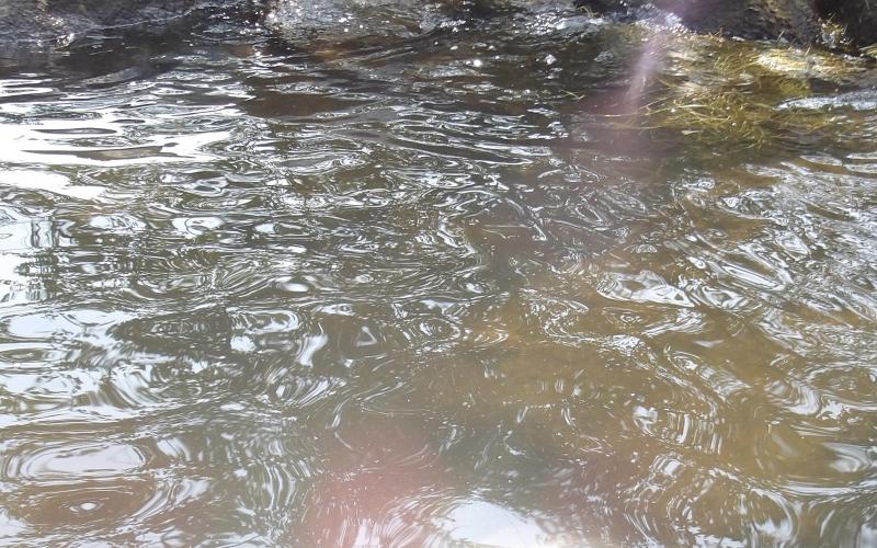 Ripples