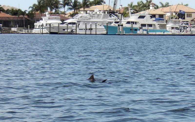 Rays in Tampa Bay