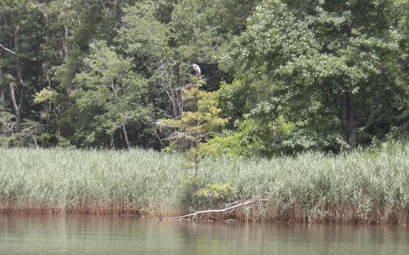 Heron