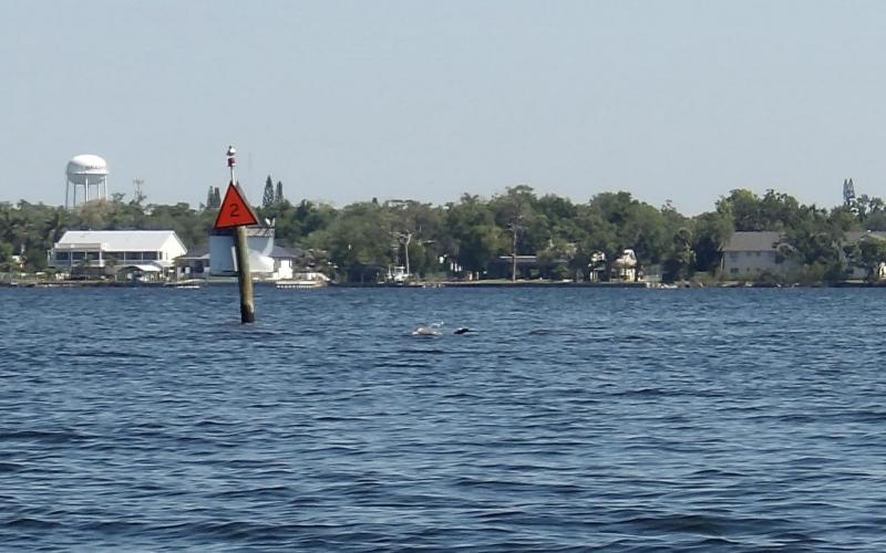 Dolphin