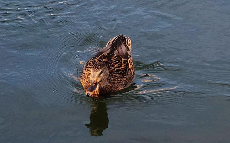 This duck wanted to get on board - LOL!