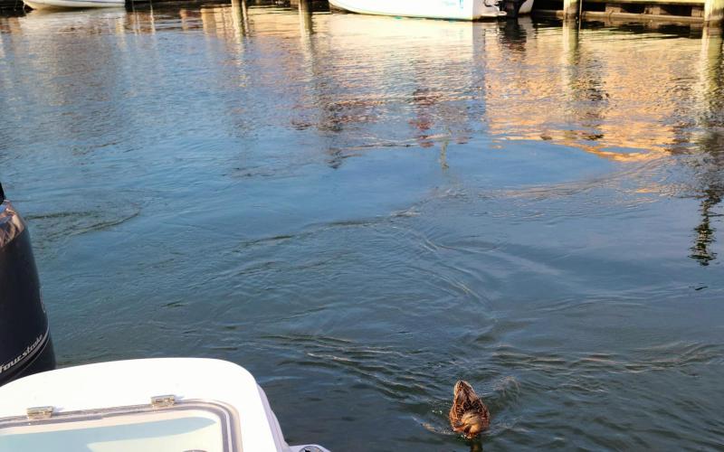 Being chased by a duck in Ego Alley! LOL