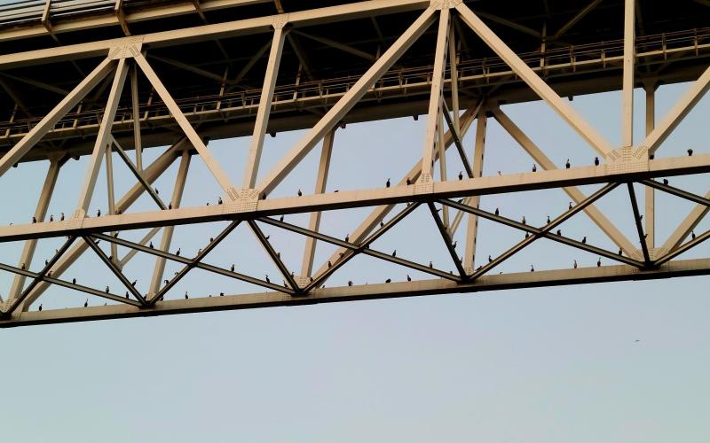 So check out ALL THE BIRDS up on the under side of the Chesapeake Bay Bridge!!
