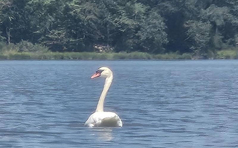 Swan