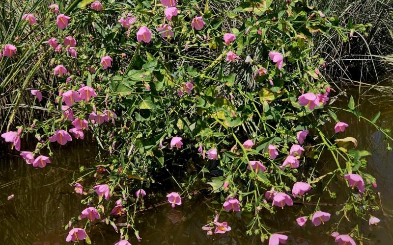 Pretty pink flowers. I don't know what they are