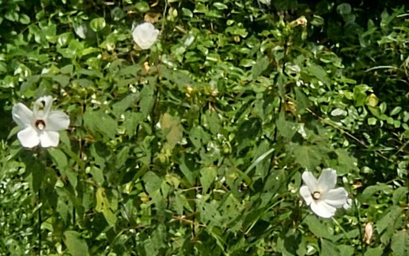 These looked like hibiscus. But growing wild in Virginia?
