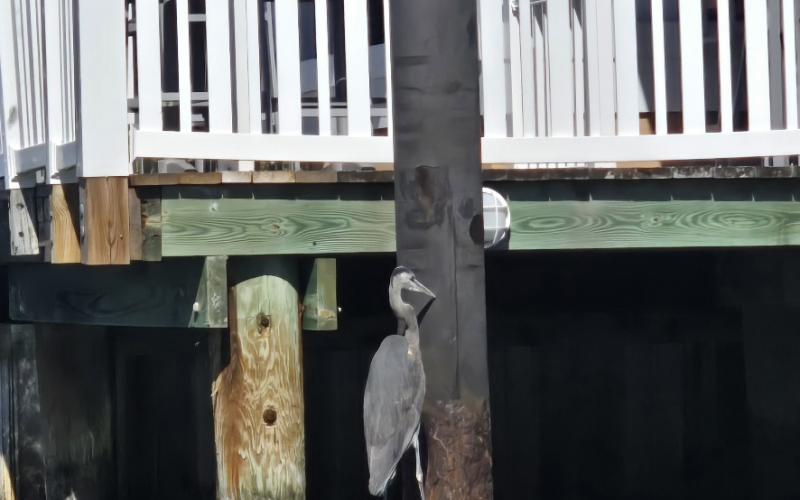 Nobody puts Baby in a corner