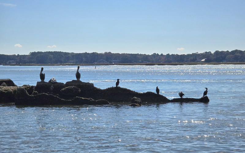Pelicans on the remains of Fish House Island