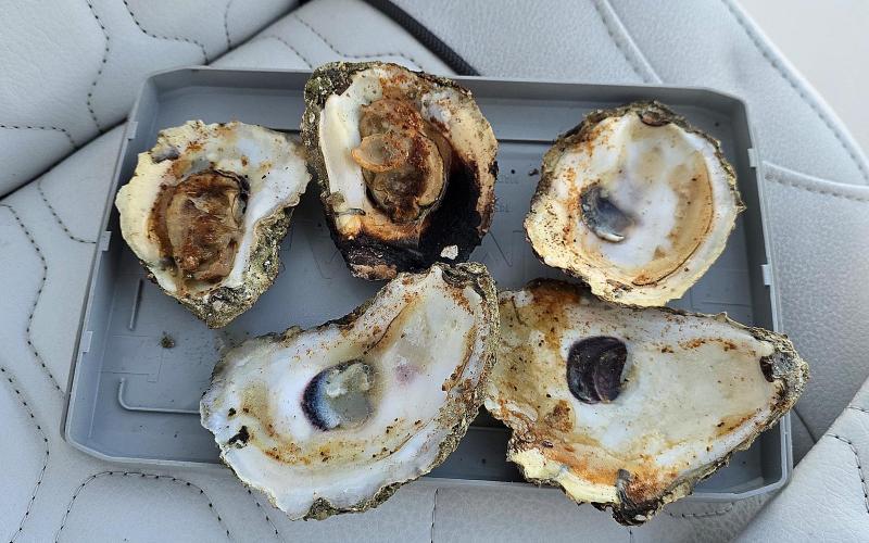 Yummy grilled oysters served on Garmin Chart plotter cover!! :-)