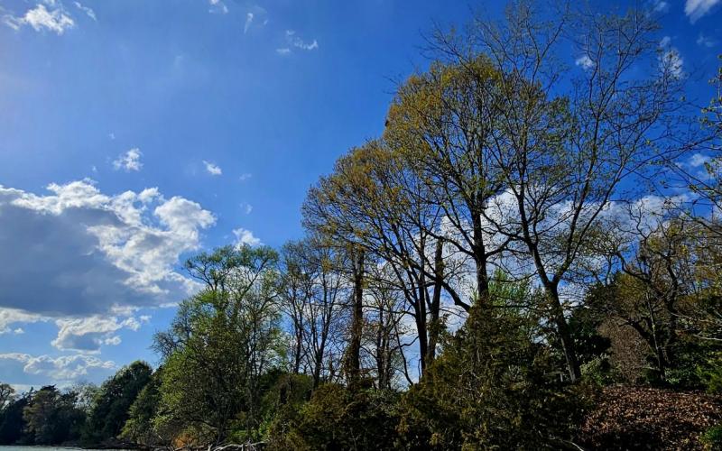 Leaves are returning too.