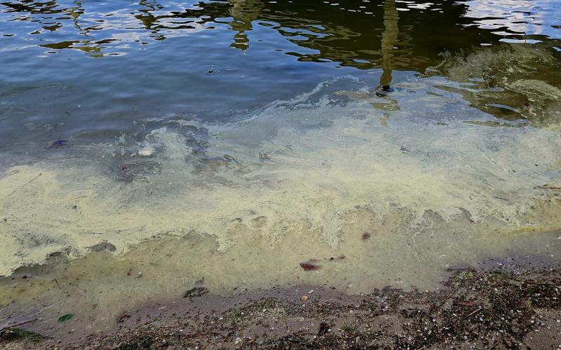 So much pollen on the water