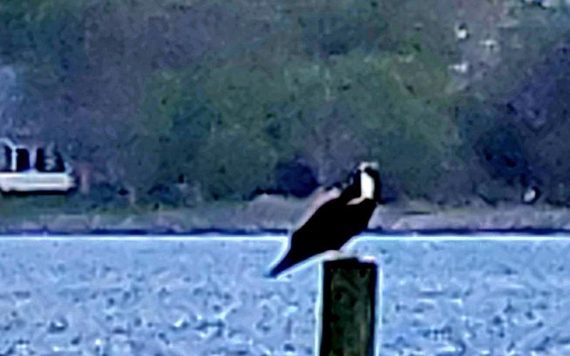 Osprey pic attempted.