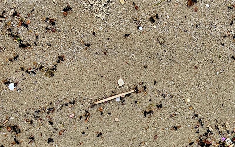 The little beetles are back.