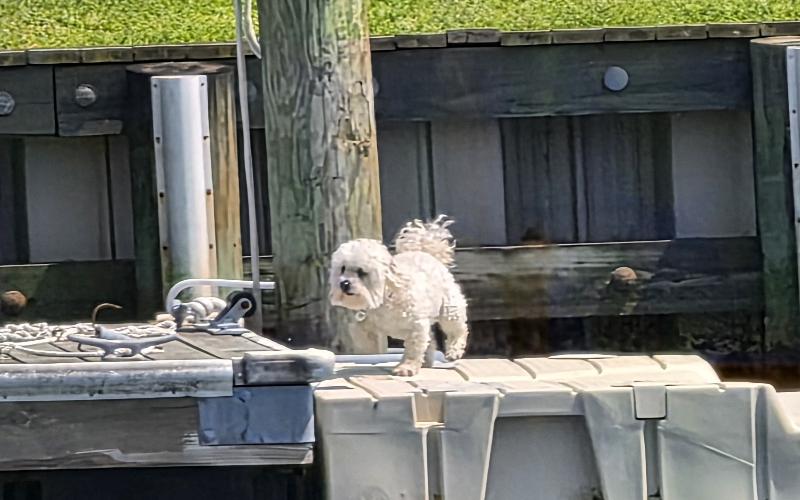 Guardian of the dock