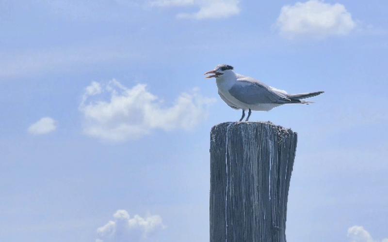 Taking a tern for the worse