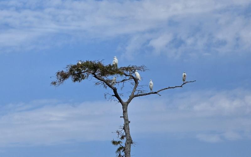 Just birds