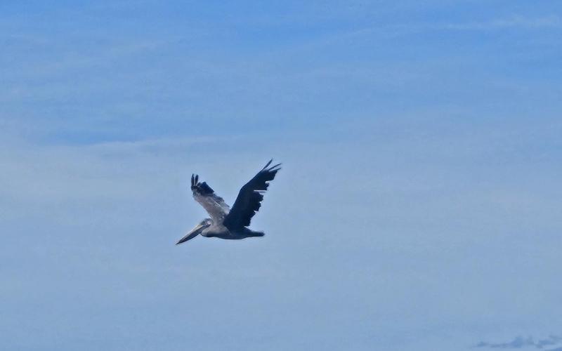 Pelican flying near Sharp's Island shoal