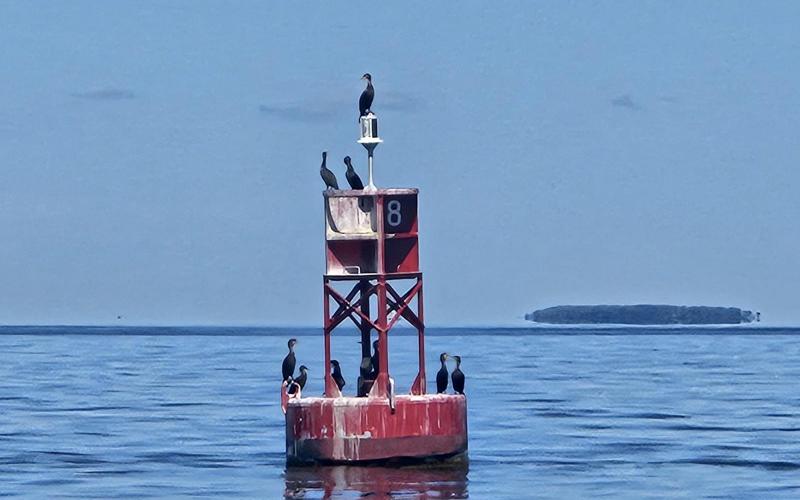 Choptank entrance channel buoy
