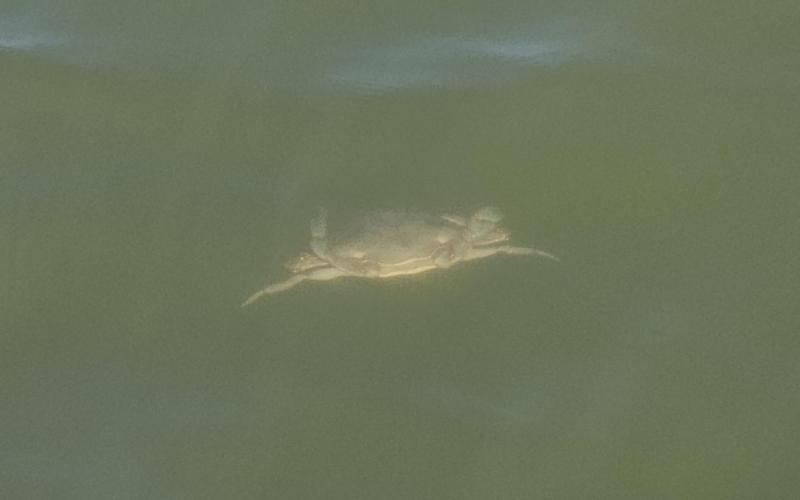 Swimming blue crab in Dunn Cove