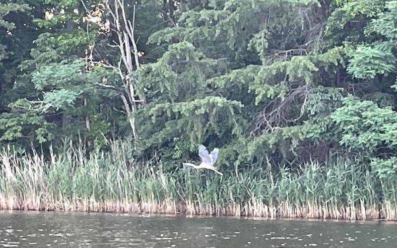 Heron taking flight