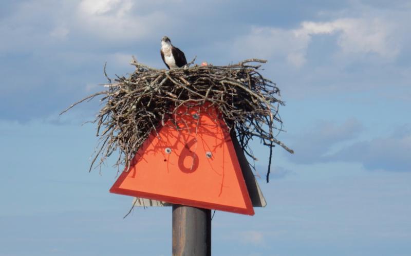 Osprey nest on daymare