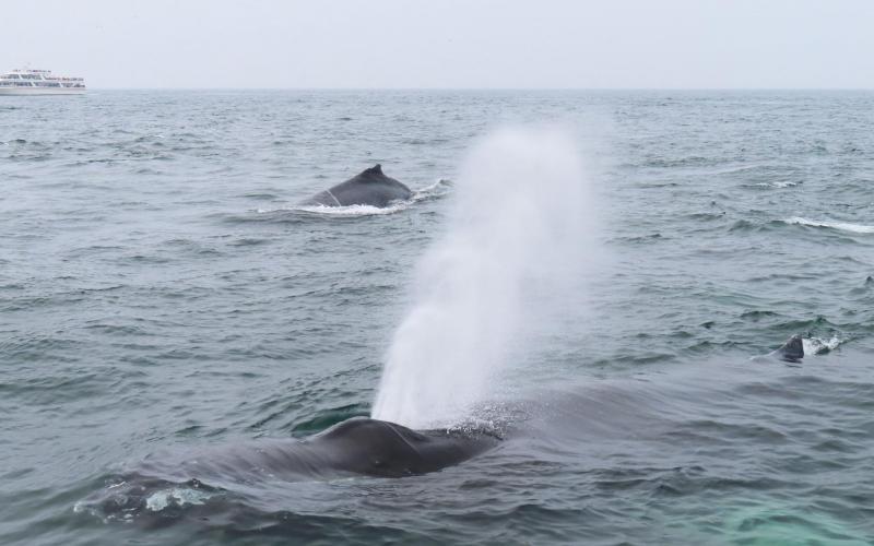 Day 43 Whale sighting at Stellwagen Bank