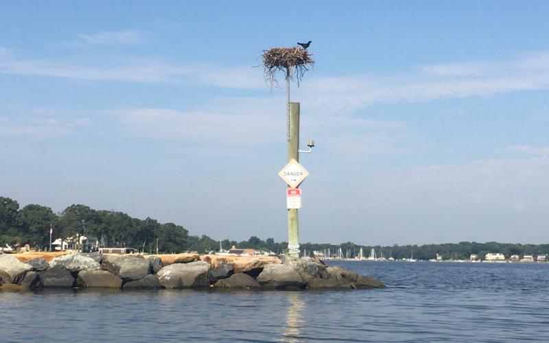 Bird nest on rock jetty at South Ferry Point