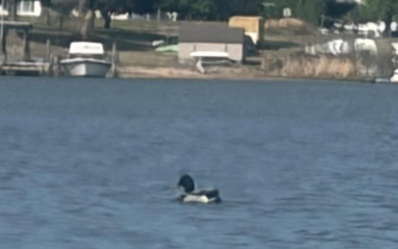 Duck