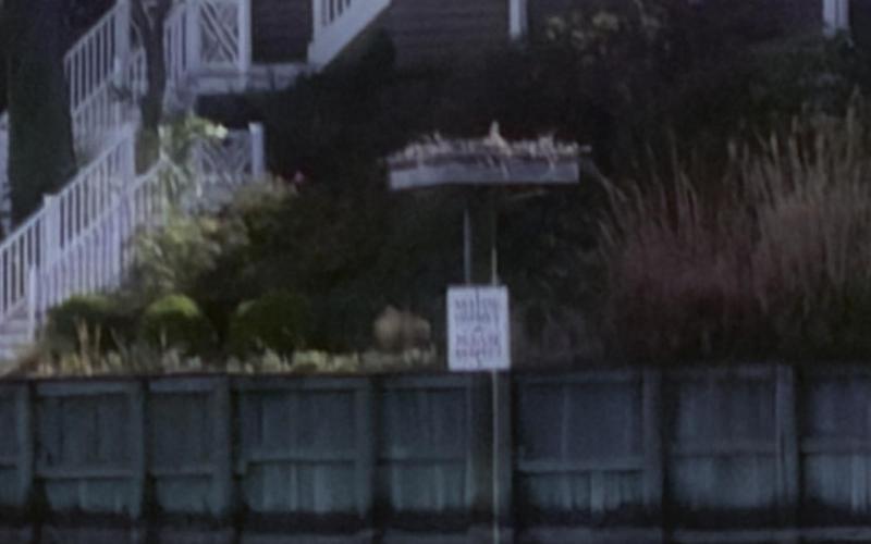 Nesting osprey