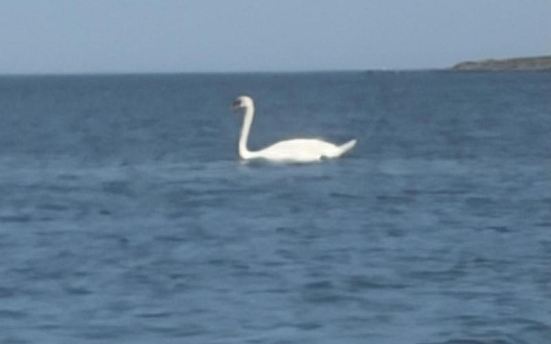 Swan