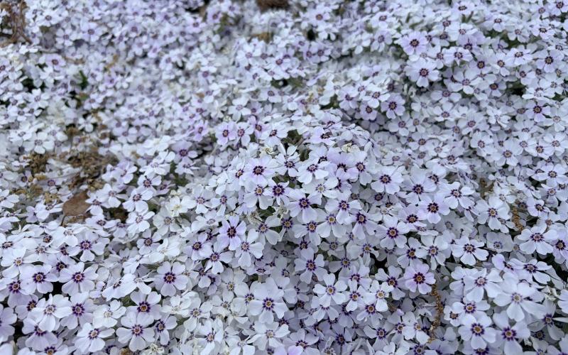 Right off our beach I have some gorgeous phlox blooming.